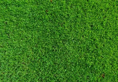 Vertikutace trávníku - kdy prořezat trávník?